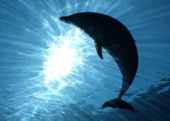 EL ALCANCE TERAPÉUTICO DE LOS ANIMALES