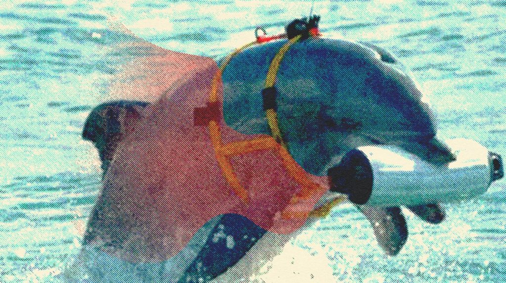 LOS DELFINES, DIVINIDAD Y OPRESIÓN