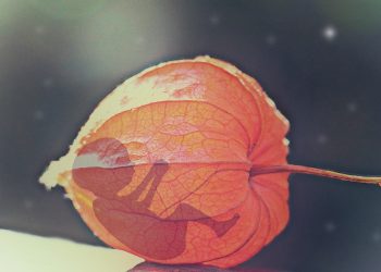 EL ABORTO, DILEMAS ÉTICOS