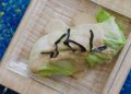 ROLLITOS DE ENSALADA TAILANDESA