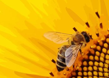 LOS HUMANOS Y LAS COSAS, SIMBIOSIS