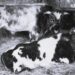 Animalismo doméstico | Julia Wernicke (1860-1932)
